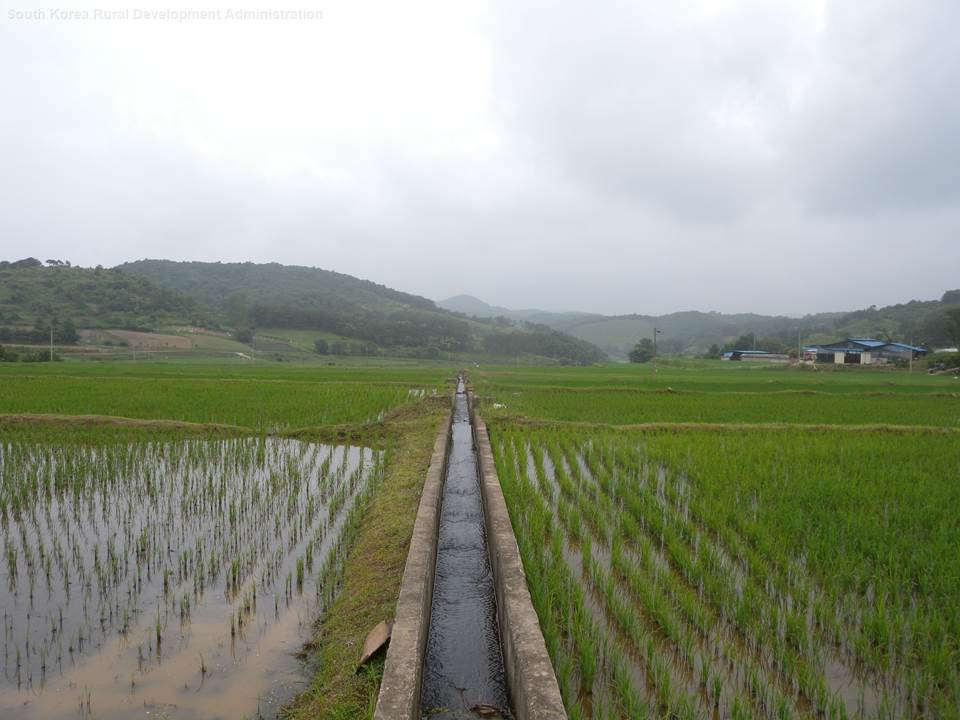South Korean farmers flood their rice paddies, transporting water from nearby streams or rivers.